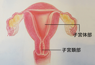 子宮図